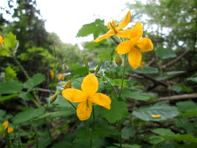 Schöllkraut (Chelidonium majus) im Güdinger Allmet
