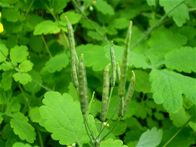 greater celandine