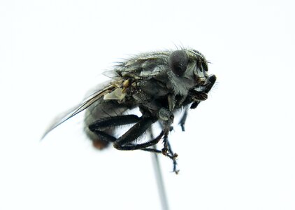 Insect fly eye macro photography photo
