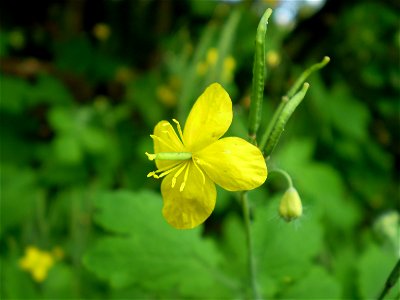greater celandine, flower & fruit