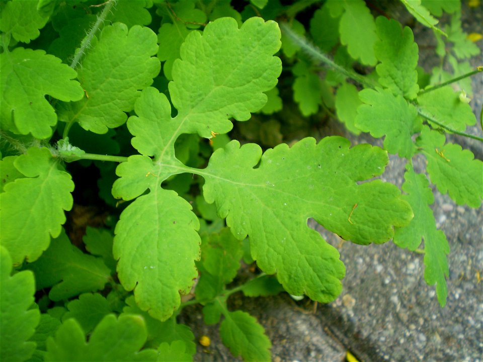 greater celandine leaf