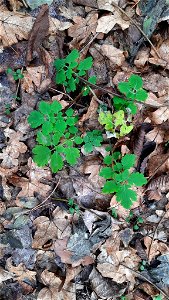 Greater celandine (Chelidonium majus)