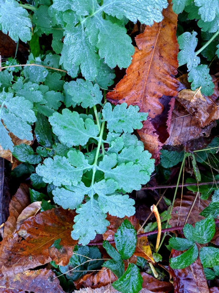 Greater celandine (Chelidonium majus)