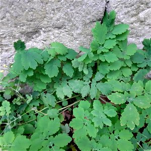 Greater celandine (Chelidonium majus)