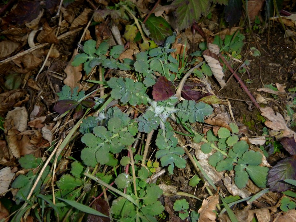 Greater celandine (Chelidonium majus)