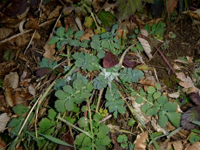 Greater celandine (Chelidonium majus)