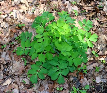 Greater celandine (Chelidonium majus). Ukraine.