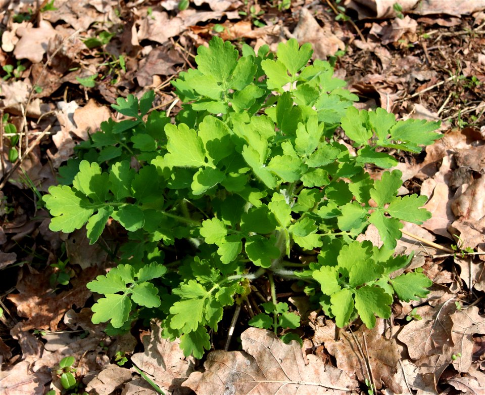 Greater celandine (Chelidonium majus). Ukraine.