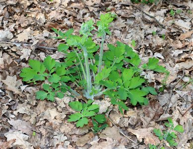 Greater celandine (Chelidonium majus). Ukraine.