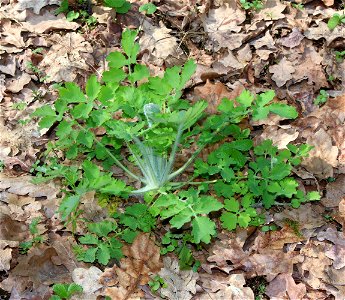 Greater celandine (Chelidonium majus). Ukraine.