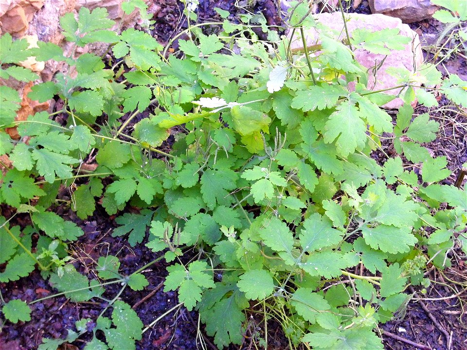 Chelidonium majus habit, Sierra Madrona, Spain