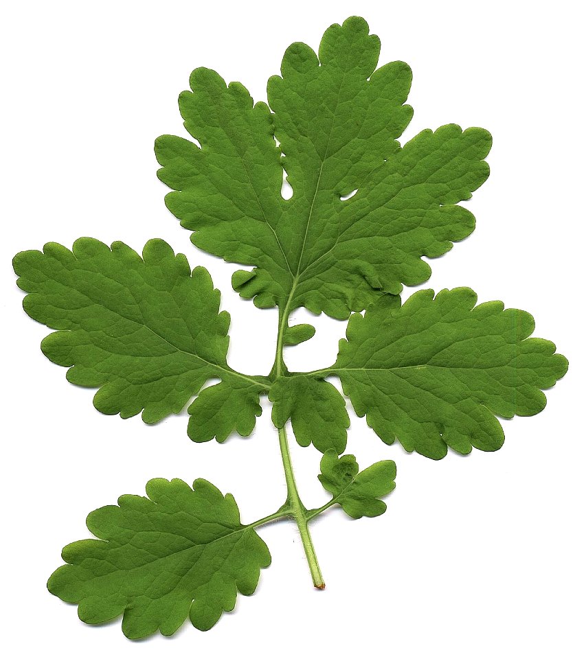 Chelidonium majus - leaf (scan)