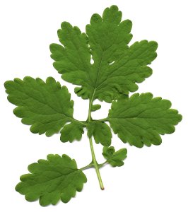 Chelidonium majus - leaf (scan)
