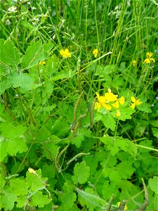 Chelidonium majus var. majus. Subspecies of plant.