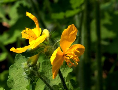 Flower of plant Chelidonium majus, east Bohemia, Czech Republic