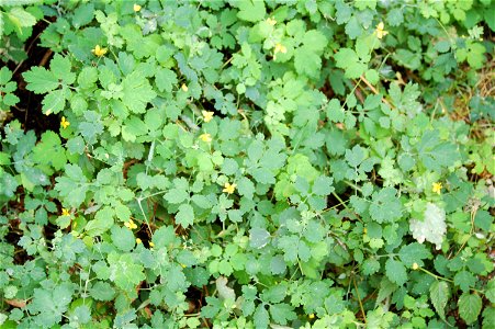 Celandine chélidoine herbe verrue plante