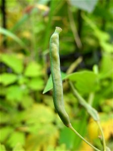 Pod of greater celandine. Chelidonium majus, var. asiaticum. At the Katahira Campus of Tōhoku University. Katahira 2 chōme, Aoba ward, Sendai, Miyagi prefecture, Japan.