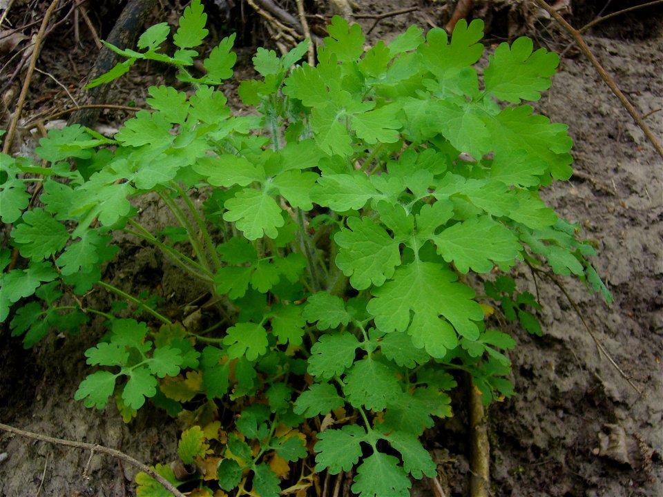 single greater celandine in april
