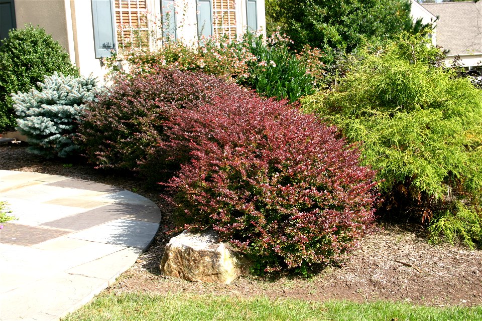 Berberis thunbergii purple hedge
