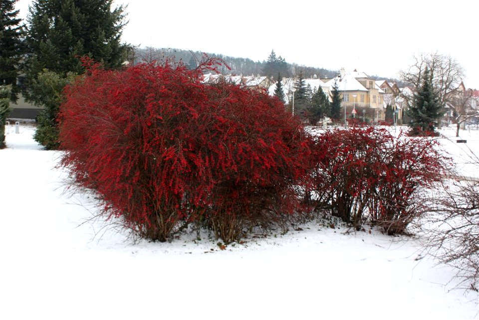 Berberis thunberghi
