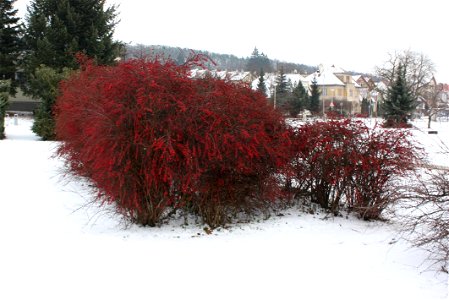 Berberis thunberghi
