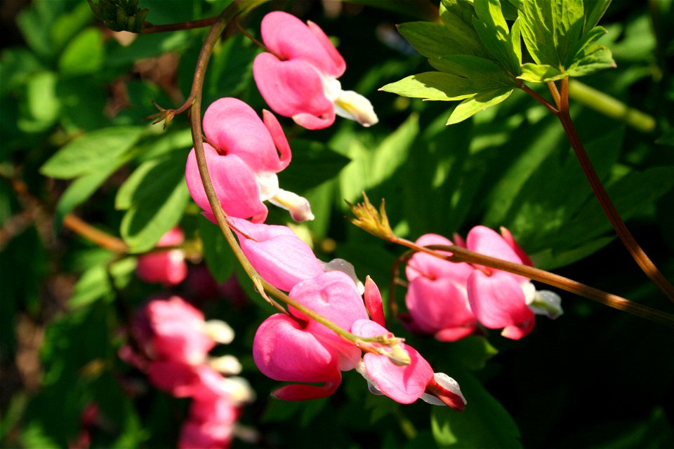 Bleeding heart (Lamprocapnos spectabilis)