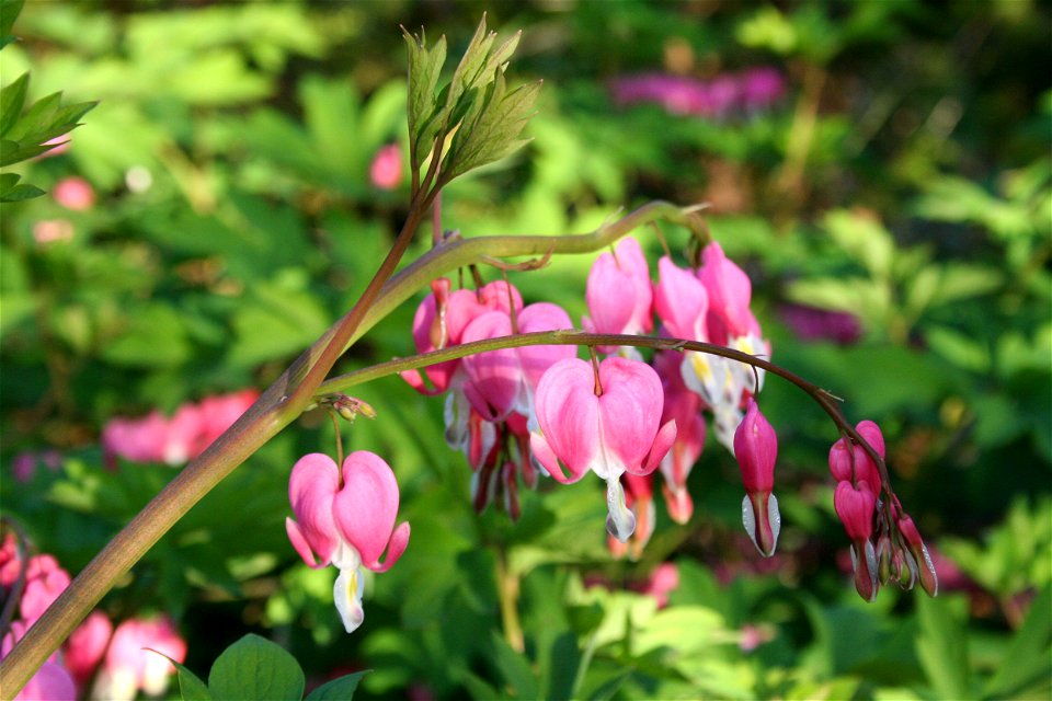 Bleeding heart (Lamprocapnos spectabilis)