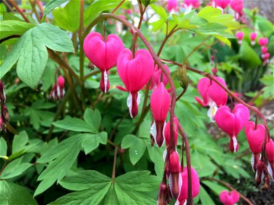 bleeding heart flower photo