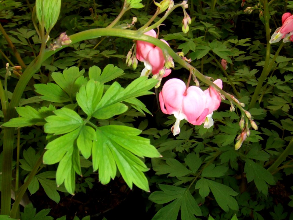 Dicentra spectabilis, picture taken at garden centre in Rotterdam