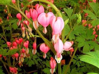 Dicentra spectabilis, picture taken at garden centre in Rotterdam