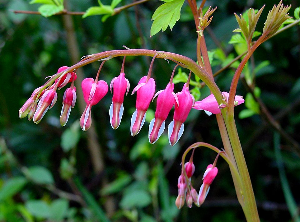 Venus's car, bleeding heart, or lyre flower