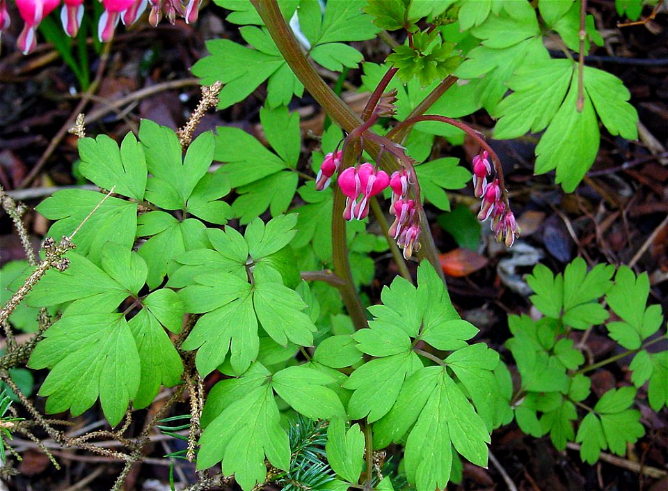 Venus's car, bleeding heart, or lyre flower