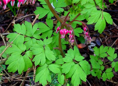 Venus's car, bleeding heart, or lyre flower