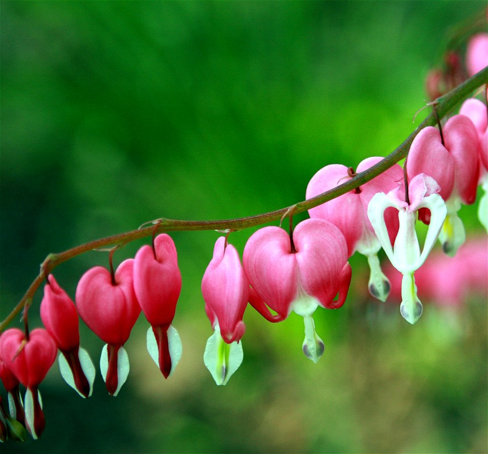 Dicentra spectabilis showing flower details, self made picture taken spring of 2008.