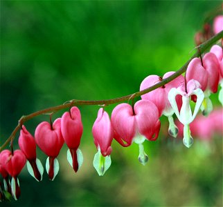 Dicentra spectabilis showing flower details, self made picture taken spring of 2008. photo