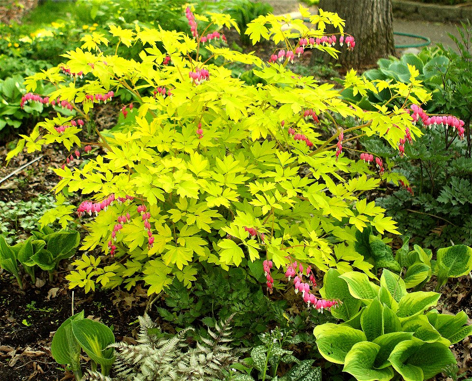 Self made picture of Dicentra spectabilis 'Gold Heart'taken in Minnesota in late spring of 2008.