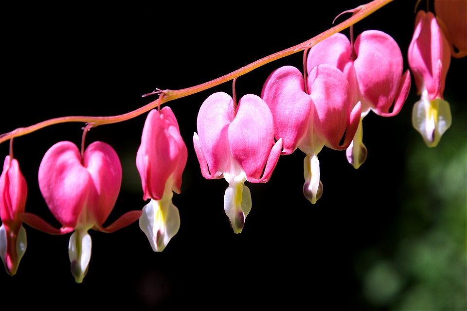 taken in Prague Botanical Garden