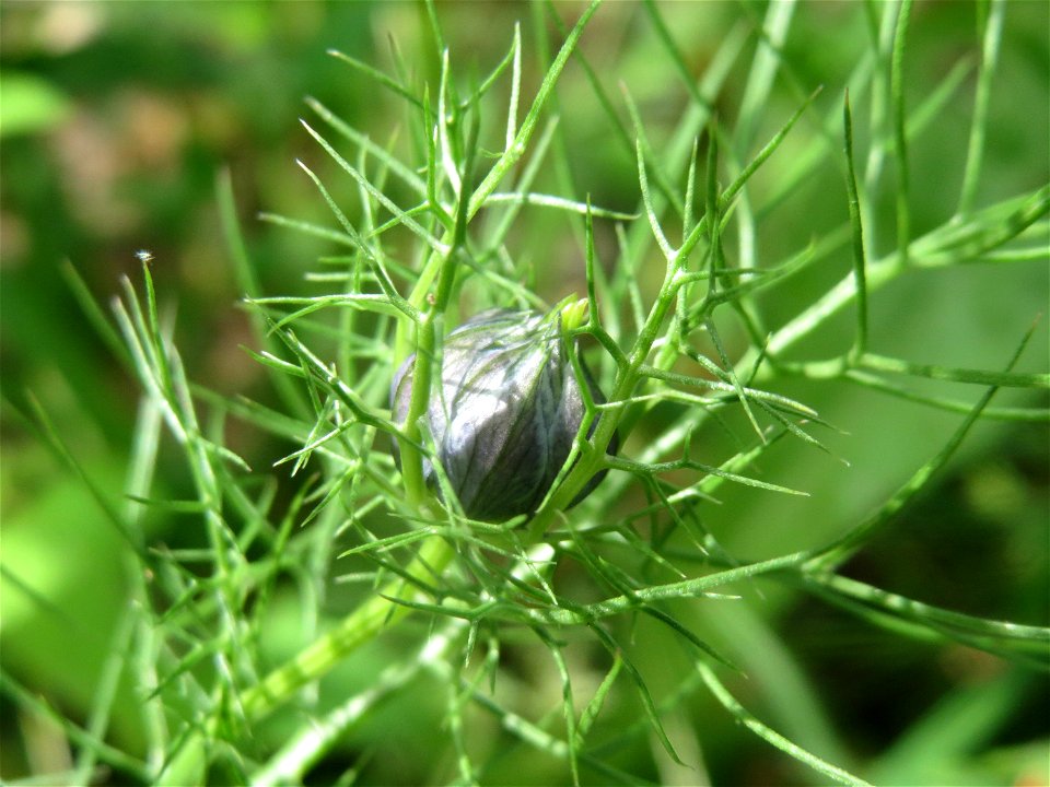 Verwilderte Jungfer im Grünen (Nigella damascena) an der Saar in Saarbrücken