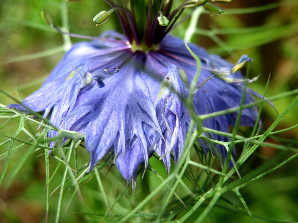 Verwilderte Jungfer im Grünen (Nigella damascena) an der Saar in Saarbrücken