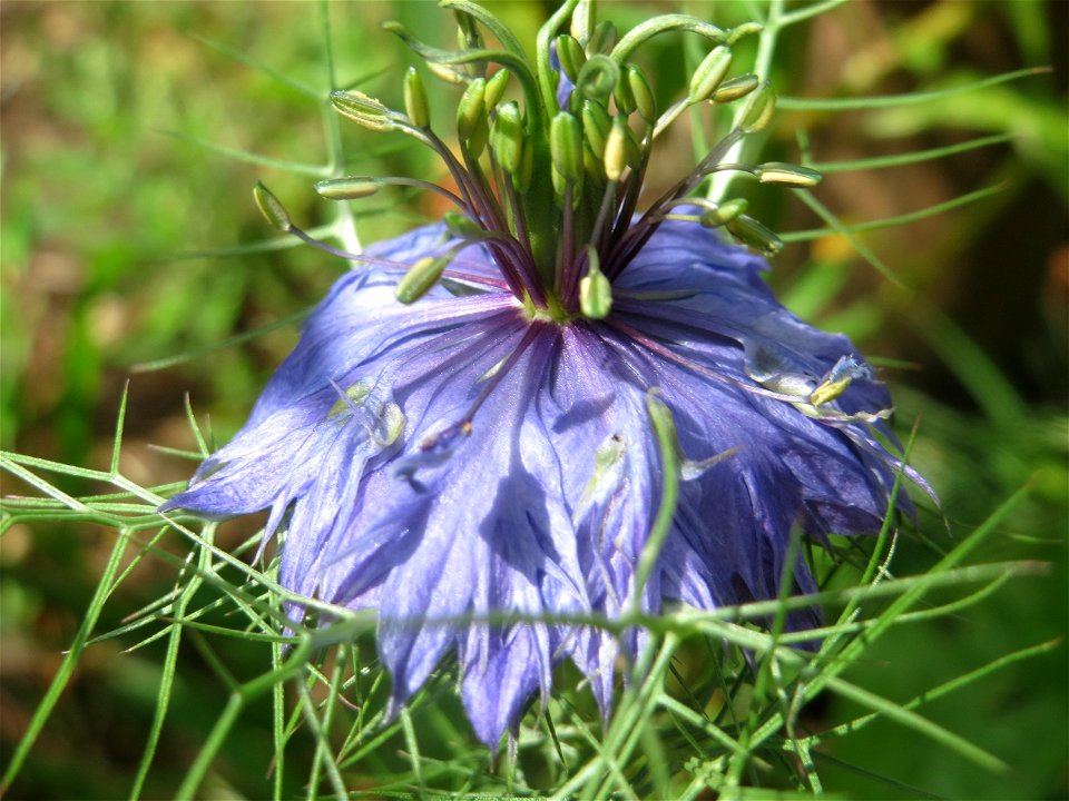 Verwilderte Jungfer im Grünen (Nigella damascena) an der Saar in Saarbrücken