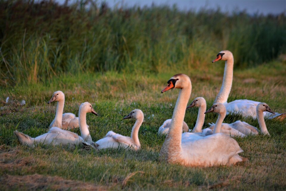 Young swan animal world bird