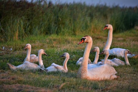 Young swan animal world bird