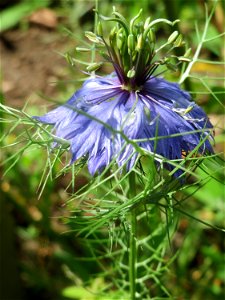 Verwilderte Jungfer im Grünen (Nigella damascena) an der Saar in Saarbrücken