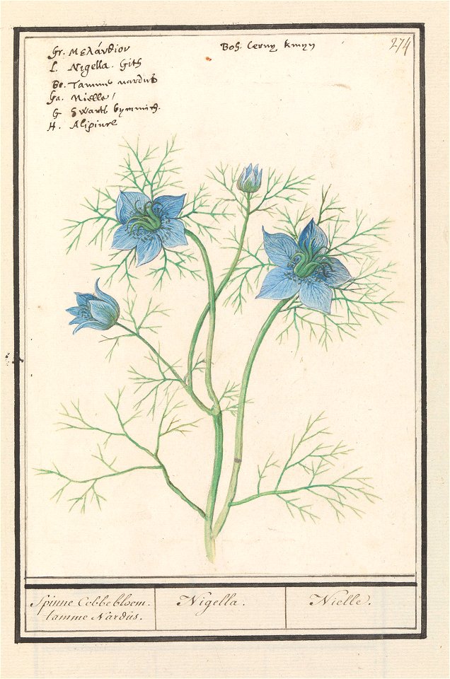 IdentificatieTitel(s): Juffertje-in-het-groen (Nigella damascena)Spinne Cobbebloem. tamme Nardis. / Nigella. / Nielle. (titel op object)Objecttype: tekening Objectnummer: RP-T-BR-2017-1-10-78Omschrijv