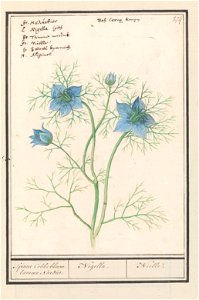 IdentificatieTitel(s): Juffertje-in-het-groen (Nigella damascena)Spinne Cobbebloem. tamme Nardis. / Nigella. / Nielle. (titel op object)Objecttype: tekening Objectnummer: RP-T-BR-2017-1-10-78Omschrijv