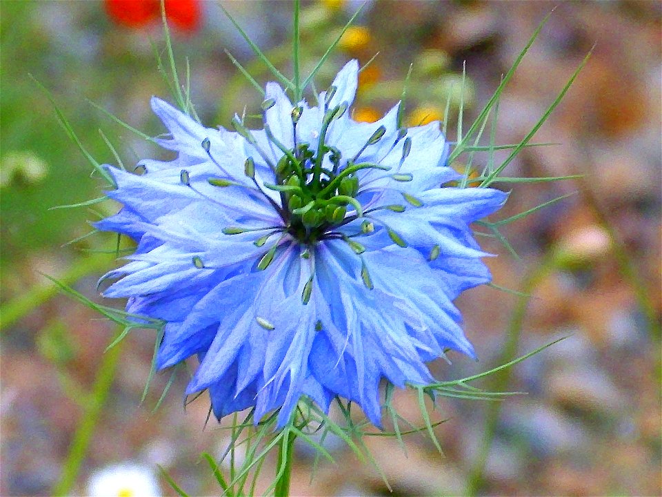 Nigella damascena flower closeup, Sierra Madrona, Spain