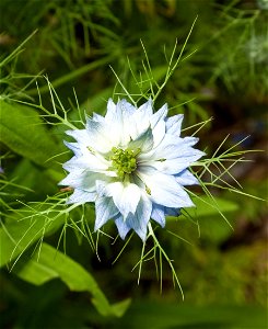 Nigella damascena flower at Cheekwood Botanical Garden in Nashville, Tennessee