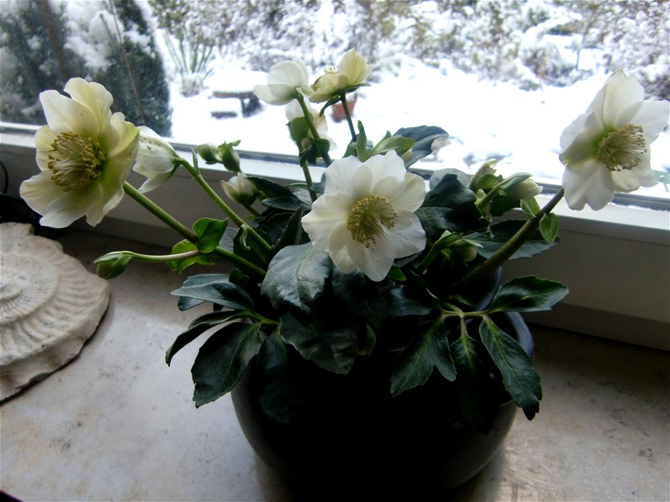 Christmas flowers