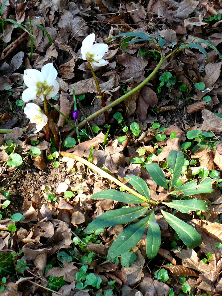 Helloborus niger in the Chernel arboretum, Kőszeg, Hungary