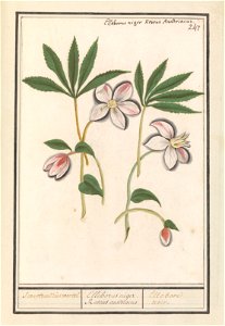 IdentificatieTitel(s): Kerstroos (Helleborus niger)Swarten nieswortel. / Elleborus niger. Roseus austriacus / Ellebore noir. (titel op object)Objecttype: tekening Objectnummer: RP-T-BR-2017-1-10-51Oms